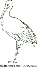 Stork, Heron, Crane Bird Lineart Illustration For Coloring Book Or Etc