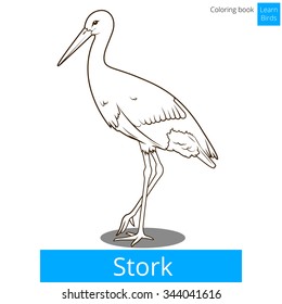 Stork learn birds educational game coloring book vector illustration