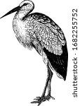 Stork live in moist and swampy places by the side of pools and rivers, vintage line drawing or engraving illustration.