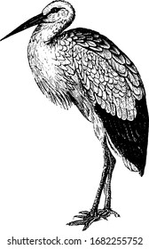 Stork live in moist and swampy places by the side of pools and rivers, vintage line drawing or engraving illustration.