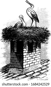 Stork Nest, products,  vintage engraving.