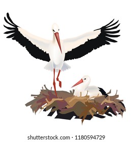 stork on the nest