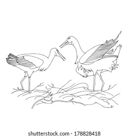 Stork on nest