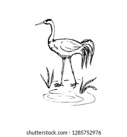 Stork is in the pond. Vector illustration.