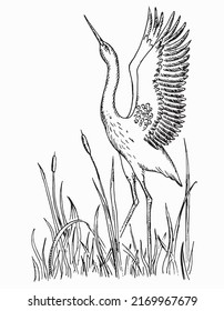 Stork with raised wings in the reeds.  Drawing with strokes.  Vector hand drawn illustration silhouette wild bird on a white background.