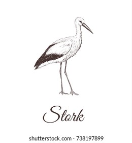 Stork is a sketch drawing. Bird series hand drawing vector illustration Stork.
