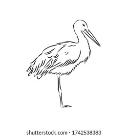 Stork sketch vector illustration. Hand sketching a stork for a design. stork, vector sketch illustration