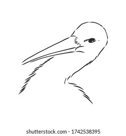 Stork sketch vector illustration. Hand sketching a stork for a design. stork, vector sketch illustration