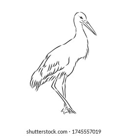 Dibujo gráfico vectorial de paro. Esbozo manual de una cigüeña para un diseño. cigüeña, ilustración de esbozo vectorial