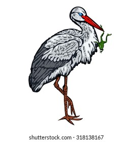 Stork standing on one leg and holds a frog in beak. Isolated vector illustration on white.