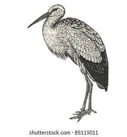 stork - vintage engraved illustration - "Cent récits d'histoire naturelle" by C.Delon published in 1889 France