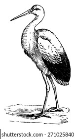 Stork, vintage engraved illustration. From La Vie dans la nature, 1890.