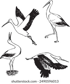 Storks in different poses ink drawing. Birds sketches collection. Isolated on white vector drawings. Nature wildlife simple line illustration.