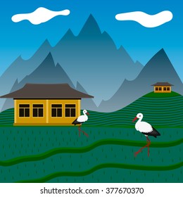 Storks on rise fields in mountains