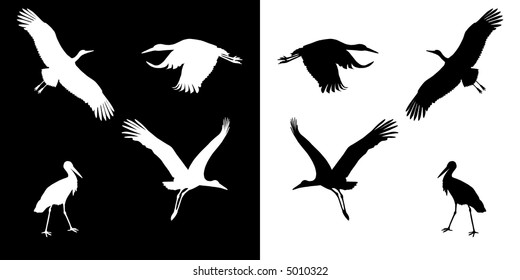 storks  on the white and black backgrounds