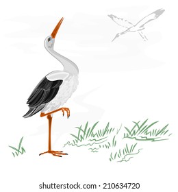 Storks white wild water bird vector illustration