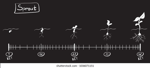 Storyboard Animation Seed Growth. Sketch On The Timeline. Black And White