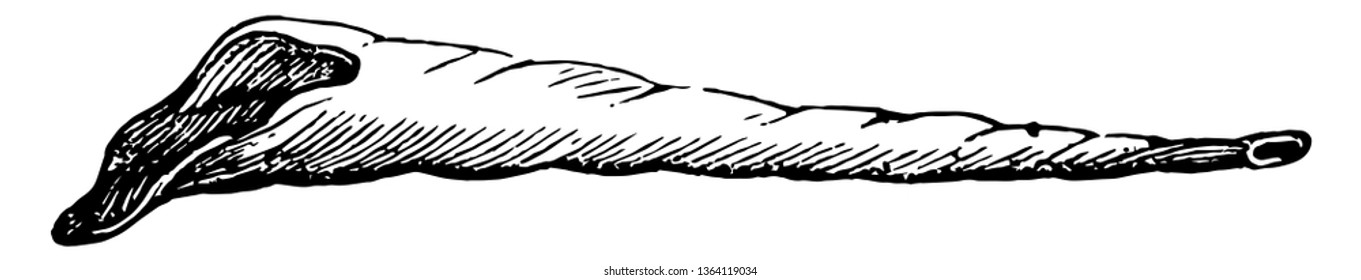 Straight buccina is still retains the original form of the shell, vintage line drawing or engraving illustration.