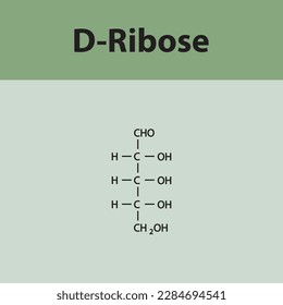 Cadena recta forma estructura química del azúcar D-Ribose. Ilustración vectorial científica sobre fondo verde.