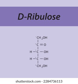 Straight chain form chemical structure of D-Ribulose sugar. Scientific vector illustration on purple background, carbon numbering.