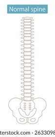 straight human spine illustration. Health care and medical concept