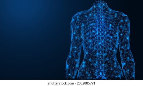 Straight spine. The dorsal part of the human skeleton. A low-poly construction of interconnected lines and dots. Blue background.