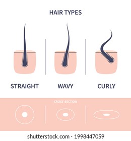 Straight, wavy, curly hair types classification set. Strand cross-section. Human hair growth style chart. Health care and beauty concept. Vector illustration.