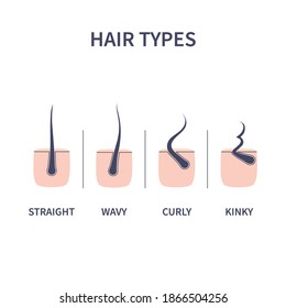 Straight, wavy, curly, kinky hair types classification set. Skin cross-section with follicles. Human hair growth style chart. Health care and beauty concept. Vector illustration.