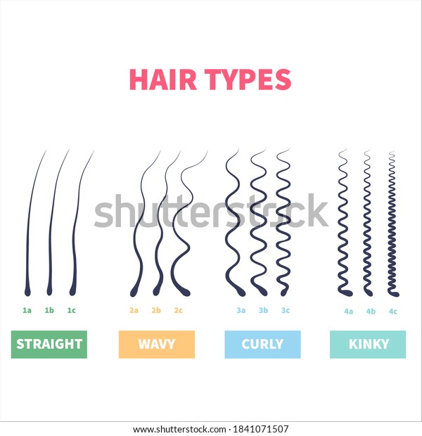 Straight, wavy, curly, kinky hair\
types classification system set. Detailed human hair growth style\
chart. Health care and beauty concept. Vector\
illustration.