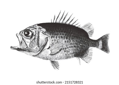 Straighthead soldierfish or Ostichthys archiepiscopus. Doodle sketch. Vintage vector illustration.