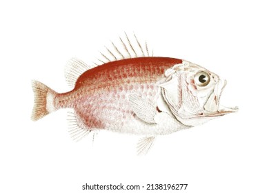 Straighthead soldierfish or Ostichthys archiepiscopus. Halftone style. Vintage vector colorful illustration.