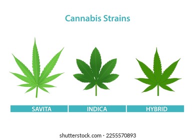 Stämme von Cannabis-Vektorgrafik einzeln auf weißem Hintergrund. Savita, Indica und Hybrid Stämme von Hanf, Ganja, Marihuana, Hash, Hanf. Botanische Concept Illustration.