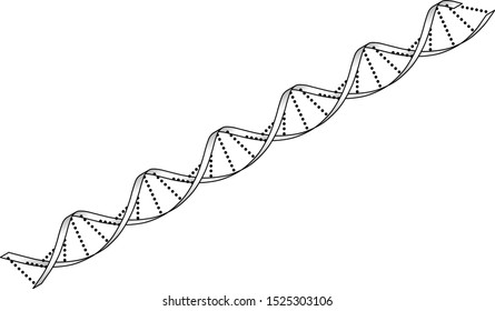 A strand of double-helix DNA (deoxyribonucleic acid) molecule.