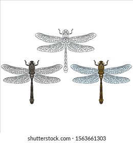 a strange dragonfly arrogantly flies for ...
