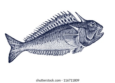 strange fish of the ocean