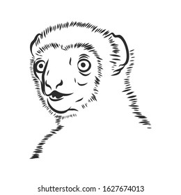 Strange surprising wild monkey portrait , vector sketch 