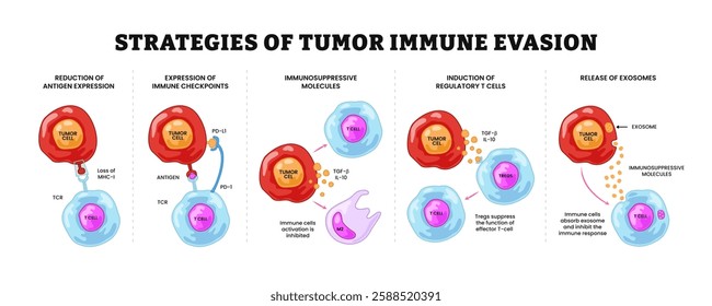 Strategies of tumor immune evasion, Antigenic escape. Immune escape. Immune evasion or escape mutation, labeled tumor cells, t cells, tregs, exosome, immune system. Biology education diagram.