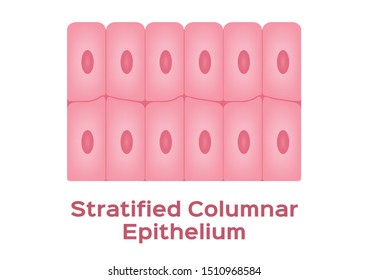 Stratified Columnar Epithelium / Epithelial Tissue