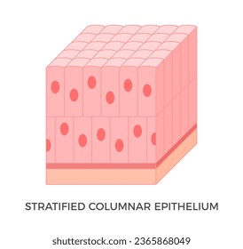 Stratified columnar epithelium. Epithelial tissue types. Tall and slender cells with oval-shaped nuclei. It is found in the conjunctiva, pharynx, anus, and male urethra. Medical illustration. Vector. - Shutterstock ID 2365868049