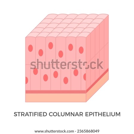 Stratified columnar epithelium. Epithelial tissue types. Tall and slender cells with oval-shaped nuclei. It is found in the conjunctiva, pharynx, anus, and male urethra. Medical illustration. Vector.