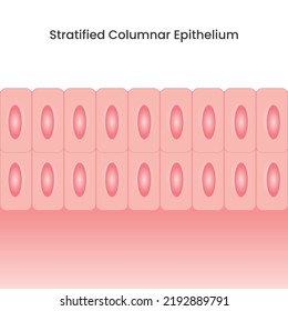 Stratified Columnar Epithelium Vector Illustration Background