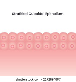 Stratified Cuboidal Epithelium Cell Vector Background Illustration