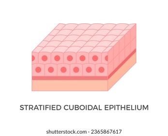 Stratified cuboidal epithelium. Epithelial tissue types. Multiple layers of cube-like cells. Occurs in the excretory ducts of sweat glands and salivary glands. Medical illustration. Vector. - Shutterstock ID 2365867617