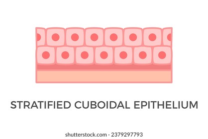 Stratified cuboidal epithelium. Epithelial tissue types. Multiple layers of cube-like cells. Occurs in the excretory ducts of sweat glands and salivary glands. Medical illustration. Vector.