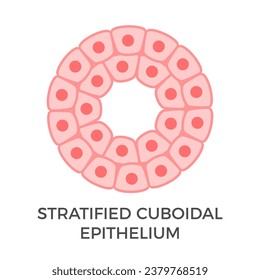 Stratified cuboidal epithelium. Tubular epithelial cells. Multiple layers of cube-like cells. Occurs in the excretory ducts of sweat glands and salivary glands. Medical illustration. Vector.