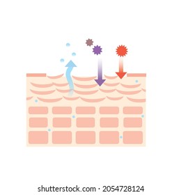 Stratum Corneum Skin Structure Skin Skin Stock Vector (Royalty Free ...