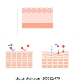 Stratum Corneum Skin Structure Skin Skin Stock Vector (Royalty Free ...