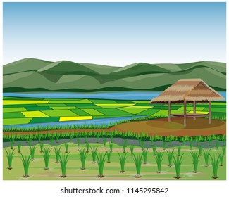straw hut in the large paddy field vector design