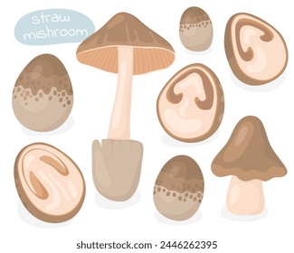 Straw mishroom. Half, piece and whole mushroom.  Mushrooms. Tasty mushrooms, ingredients.