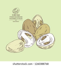 Straw mushroom: Cao Gu mushroom and a bit of volvariella volvacea. Mushroom. Vector hand drawn illustration